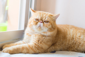 Brown Exotic shorthair cat, focusing in the foreground