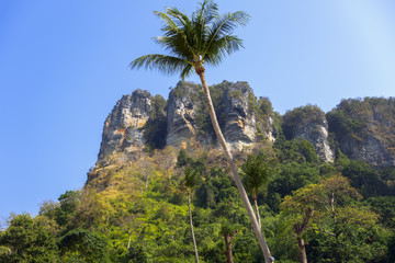 Fototapeta premium Palm Tree in Tonsai Bay.