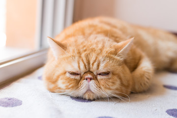 Brown Exotic shorthair cat, focusing in the foreground