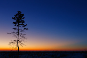 Fototapeta na wymiar Old tree against the sky with sunset.