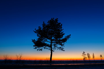 Fototapeta premium Old tree against the sky with sunset.