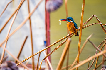 bird sitting among yellow reed marshes with little fish in month