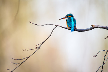 A  colourful bird sitting at the edge of a branch