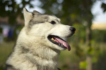 Siberian husky dog