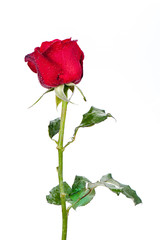 Obraz premium Red rose isolated on white background.