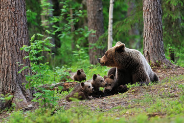 Obraz premium Brown bear with cubs resting in the forest