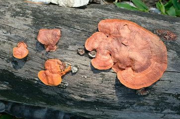 mushroom on timber