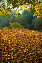 Autumn maple forest