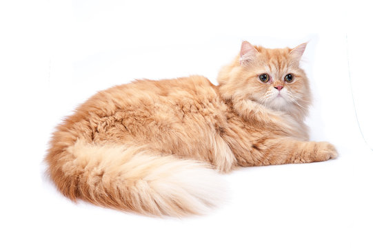 Brown Persian Cat Images – Browse 22,893 Stock Photos, Vectors, and Video |  Adobe Stock