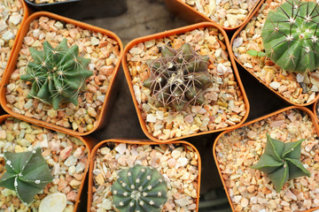 Close up of the cactus