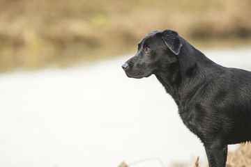 Black Labrador by River