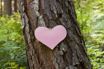 Heart stuck to a pine tree