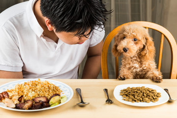 Teenager with a poodle puppy on dining table with kibbles