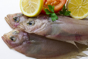 rooster sea isolated