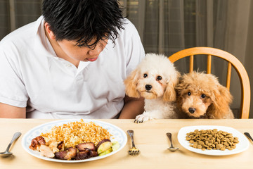 Teenager with two poodle puppies on dining table with kibbles