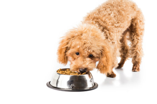 Skinny Puppy Eating Her Bowl Of Kibbles