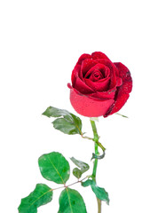 Red rose isolated on white background.