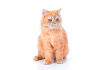 Persian cat on a white background.