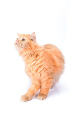Obraz premium Persian cat on a white background.