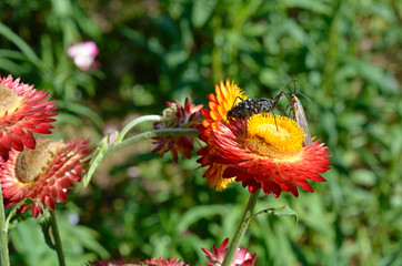 insects mating on paper daisy
