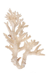 light isolated on white coral branch