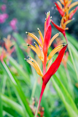 Obraz premium Heliconia