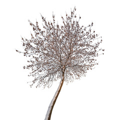 Fototapeta premium small isolated winter tree in snow