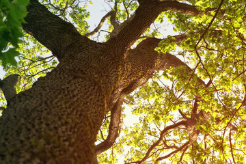 sunny summer photo of maple tree from below