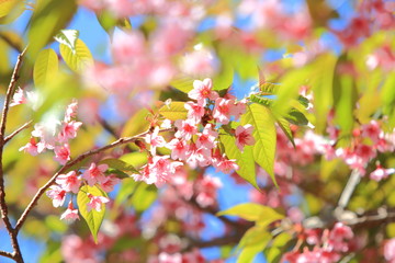 Sakura Flower or Cherry Blossom with Beautiful Background