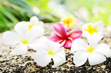 Fototapeta na wymiar Flowers frangipani (lat.Plumeria) closeup.