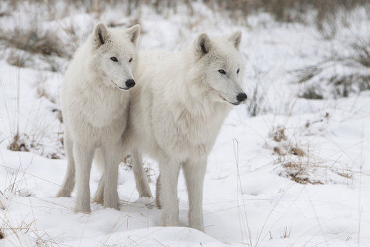 two wolfs