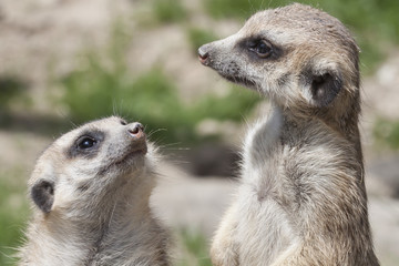 two meerkat