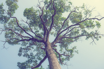 big tree in the forest