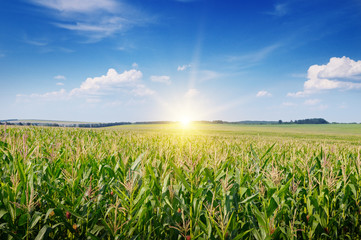 sunrise over the corn field