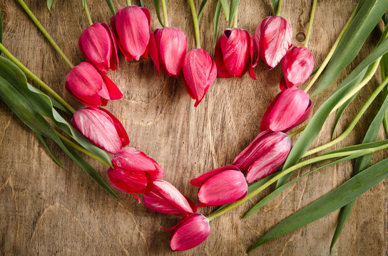The heart-shaped frame of fresh tulips