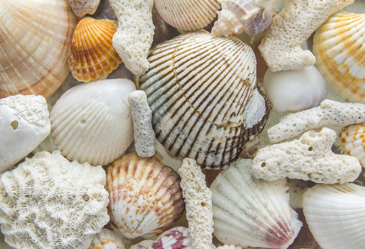 light background texture of sea shells and coral