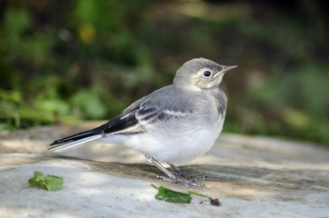 White Wagtail chick