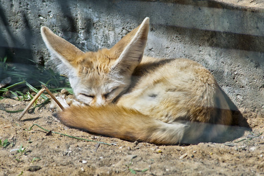 Fennec fox sleeps