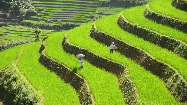 Time Lapse - Workers Planting Rice in Scenic Rice Terraces - Sapa Vietnam