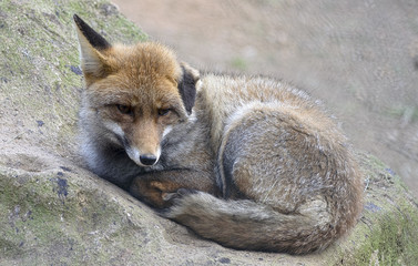 Little fox is watching the environment