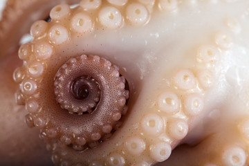 Fresh octopus on white background. Isolated.