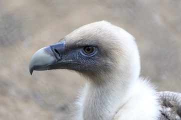 Profile of buzzard