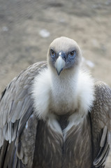 Beautiful buzzard