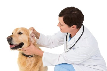 Fototapeta na wymiar Veterinarian examining a cute dog