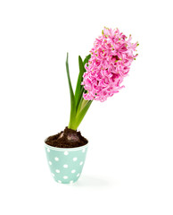 pink hyacinth in a beautiful cup isolated on white