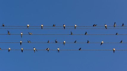 Flock of Swallows on Power Lines (16:9 Aspect Ratio)