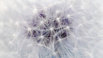 Fototapeta premium White Dandelion Flower Parachutes Macro (16:9 Aspect Ratio)