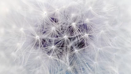Abwaschbare Fototapete Weiße Löwenzahn-Blumen-Fallschirme Makro (Seitenverhältnis 16:9) © Vidady