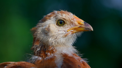 Cute Little Chicken Close-Up (16:9 Aspect Ratio)