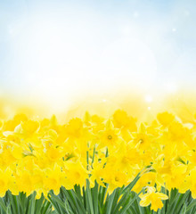 spring narcissus garden